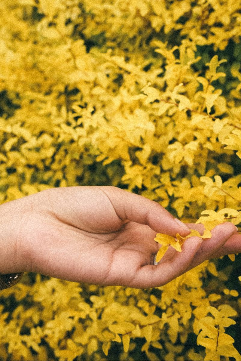 Close-up of a hand brushing yellow spring blossoms